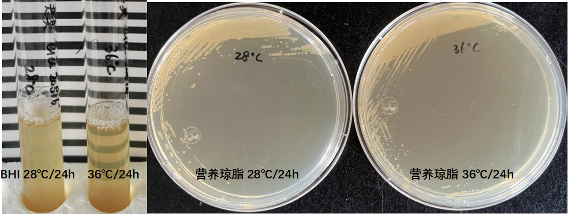 天然礦泉水檢測(cè)中的新角色--惡臭假單胞菌 天然礦泉水檢測(cè)中的新角色--惡臭假單胞菌