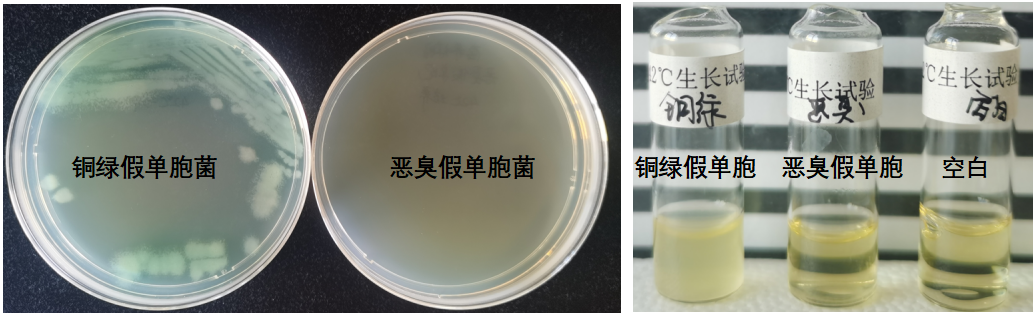 天然礦泉水檢測(cè)中的新角色--惡臭假單胞菌 天然礦泉水檢測(cè)中的新角色--惡臭假單胞菌
