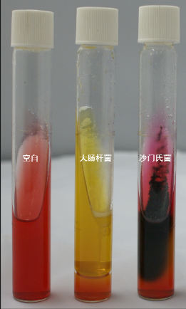 VRBA內(nèi)的紅色小菌落，有可能是沙門氏菌？