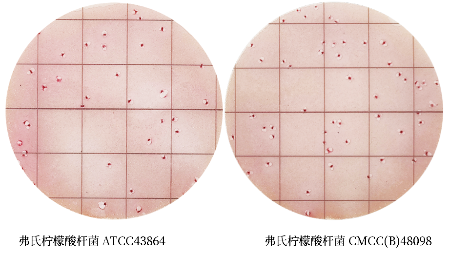 陸橋推出新大腸菌群測(cè)試片:符合GB4789.3-2025 陸橋推出新大腸菌群測(cè)試片:符合GB4789.3-2025