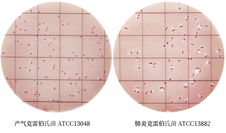 陸橋推出新大腸菌群測(cè)試片:符合GB4789.3-2025 陸橋推出新大腸菌群測(cè)試片:符合GB4789.3-2025