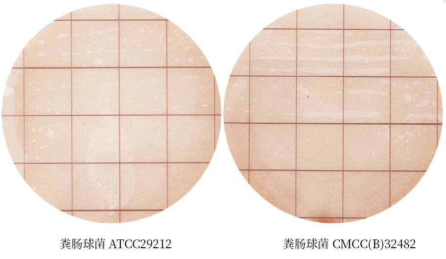 陸橋推出新大腸菌群測(cè)試片:符合GB4789.3-2025 陸橋推出新大腸菌群測(cè)試片:符合GB4789.3-2025